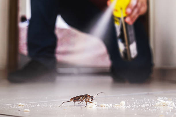 Best Ant Control Services  in USA